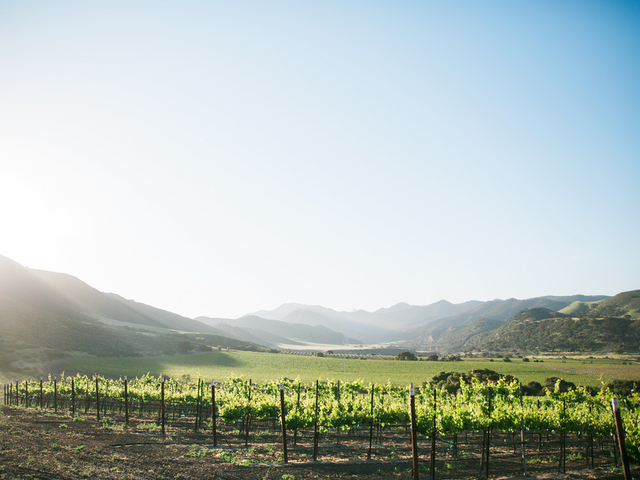 Vineyards and coastal mountain vista.