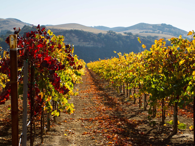 Vineyard rows in the fall with coastal mountains in the background.